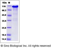 Sino Biological Recombinant Human Calnexin Protein (hFc Tag), HPLC-verified,
