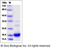 Sino Biological Human FUOM / Fucose mutarotase / FucM / C10orf125 Protein