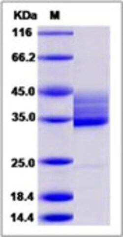 Sino Biological Human HCST / DAP10 Protein (Fc Tag) 100ug, Quantity: Each