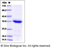 Sino Biological Recombinant Human Syntaxin 8 Protein (His Tag), Quantity: