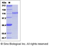 Sino Biological Recombinant Human MSH2 Protein (His & GST Tag), Quantity: