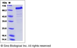 Sino Biological Recombinant Human Cip4 Protein (His Tag), Quantity: Each