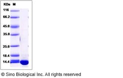 Sino Biological Human ERH / DROER Protein (His Tag) 100ug, Quantity: Each
