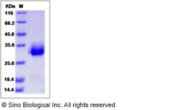 Sino Biological Human CPLX3 / Complexin 3 Protein (His Tag) 100ug, Quantity: