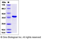 Sino Biological Recombinant Human Syntaxin 3 Protein (His Tag), Quantity: