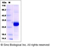 Sino Biological Recombinant Human PSME2 Protein (His Tag), Quantity: Each