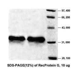 Genscript Corporation Protein G, Quantity: Each of 1