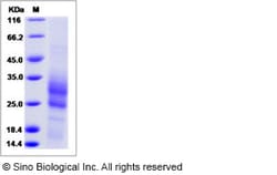 Sino Biological Recombinant Human Cyclophilin F Protein (His Tag), Quantity: