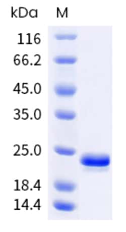 Sino Biological Human ARF1 Protein 20ug (Sino Biological), Quantity: Each