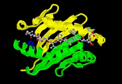 Genscript Corporation OVA Peptide (323-339), Quantity: Each of 1