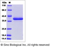 Sino Biological Recombinant Human Defensin alpha 3/DEFA3 Protein (hFc Tag),