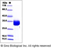 Sino Biological Recombinant Human CLIC1 Protein (His Tag), Quantity: Each