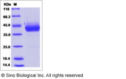 Sino Biological Recombinant Human GIP Protein (hFc Tag), Quantity: Each
