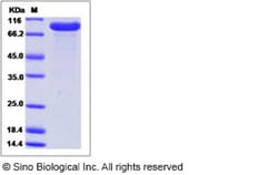 Sino Biological Recombinant Human APCDD1 Protein (hFc Tag), Quantity: Each