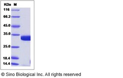 Sino Biological Recombinant Human COASY Protein (His Tag), Quantity: Each