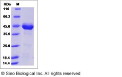 Sino Biological Recombinant Human Neurotensin Protein (hFc Tag), Quantity: