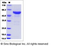 Sino Biological Recombinant Human LAP3 Protein (His Tag), Quantity: Each