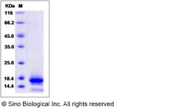 Sino Biological Recombinant Human TSPAN8 Protein (His Tag) 1, Quantity: