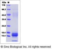 Sino Biological Recombinant Human Motilin Protein (His Tag), Quantity: