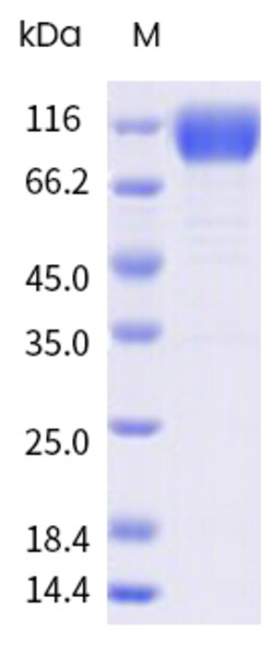 Sino Biological&nbsp;Recombinant Human IL-31RA Protein (His & AVI Tag), Avi-tag Biotinylated, HPLC-verified 20