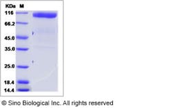 Sino Biological Recombinant Human Gliomedin Protein (ECD, hFc Tag), Quantity: