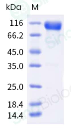 Sino Biological Recombinant Human ILT2/LILRB1 Protein (ECD, hFc Tag), HPLC-verified,