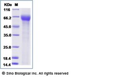 Sino Biological Recombinant Human ILT7/LILRA4 Protein (His Tag), HPLC-verified,