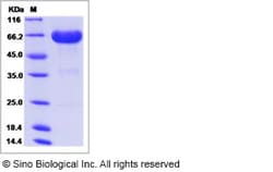 Sino Biological Recombinant Human ILT11/LILRA5/LIR-9 Protein (hFc Tag)