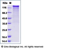 Sino Biological Recombinant Human MEGF10 Protein (hFc Tag), Quantity: Each