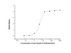 Sino Biological Human CLDN6 Protein 100ug (Sino Biological), Quantity: