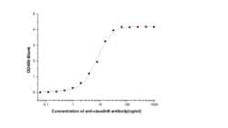 Sino Biological Human CLDN6 Protein 100ug (Sino Biological), Quantity: