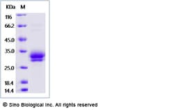 Sino Biological Human TL1A / TNFSF15 Protein (His Tag) 100ug, Quantity: