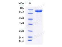 Sino Biological Recombinant Human LILRB5/CD85c/LIR-8 Protein (ECD, hFc
