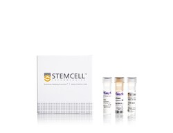 STEMCELL Technologies&nbsp;EasySep&trade; Human CD271 Positive Selection Kit II, For processing: 2 x 10^9 cells