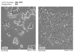 ATCC 293 [HEK-293], Frozen, Quantity: Each of 1