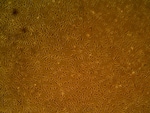 NC0921206