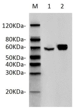 Genscript Corporation Anti-HA IP Resin, Quantity: Each of 1