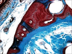 Safranin O, Certified, Sigma-Aldrich