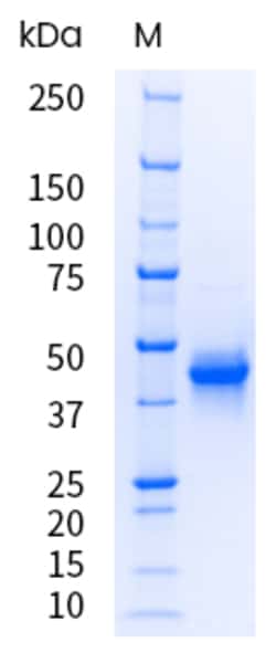 Sino Biological&nbsp;Recombinant Human Nectin-4 Protein (ECD, His Tag), HPLC-verified, Endotoxin-Free