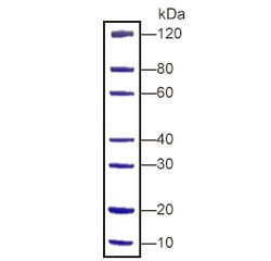 Genscript Corporation PAGE-MASTER Protein Standard (for SDS-PAGE), Quantity: