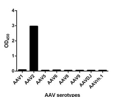 Genscript Corporation MonoRab AAV2 (intact particle) Antibody (33G5), mAb,