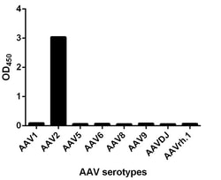 Genscript Corporation MonoRab™ AAV2 (intact particle) Antibody (15G4), mAb, Rabbit