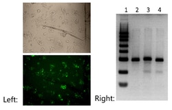 Genscript Corporation GenCrispr NLS-Cas9-EGFP Nuclease, Quantity: Each