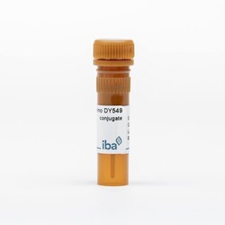 IBA LifeSciences StrepMAB-Immo DY-549 conjugate , 50 µg