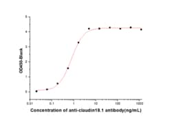 Sino Biological Human CLDN18 Protein 20ug (Sino Biological), Quantity: