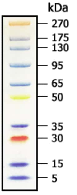 Genscript Corporation&nbsp;Broad Multi Color Pre-Stained Protein Standard
