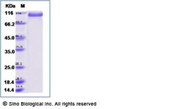Sino Biological Human PCDH7 Protein (His Tag) 100ug, Quantity: Each of