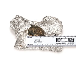 Carolina™ Owl Pellets