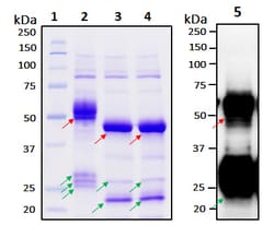 Raybiotech Inc Recombinant SARS-CoV-2 Nucleocapsid Protein, Quantity: Each
