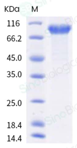 Sino Biological Recombinant Human ILT-8/LILRA6 Protein (hFc Tag), Quantity: